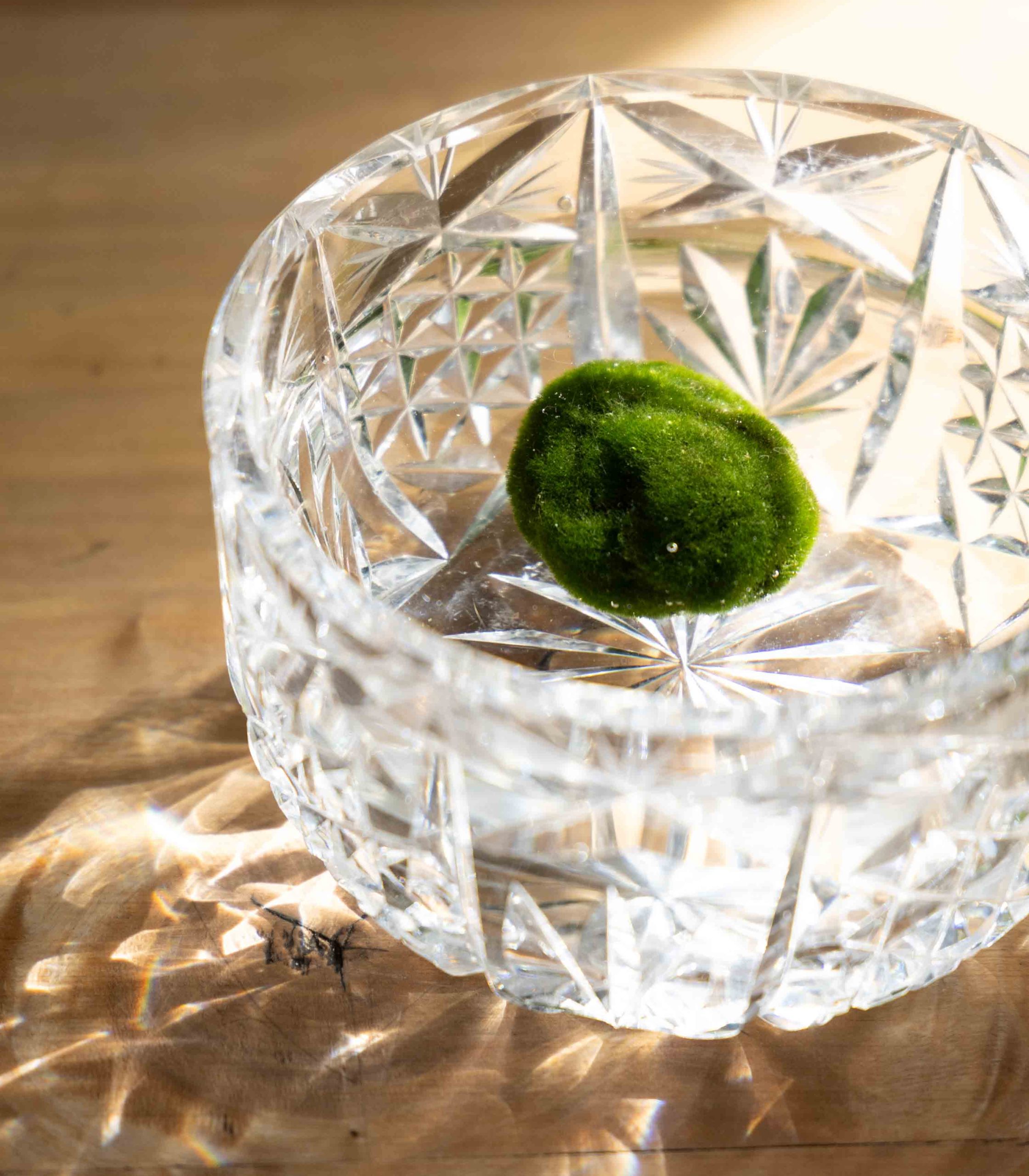 Marimo - Image 3