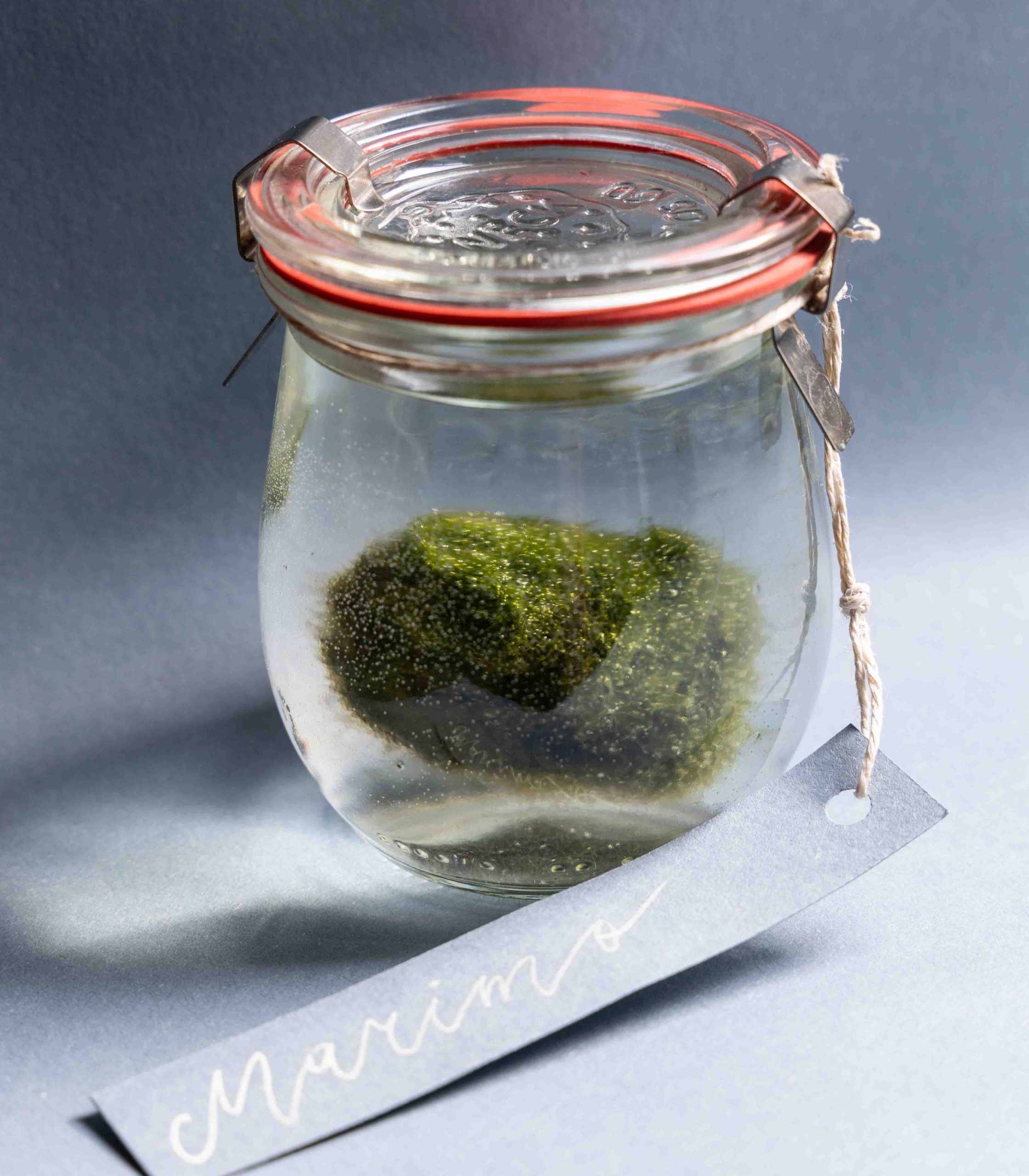 Marimo - Image 4