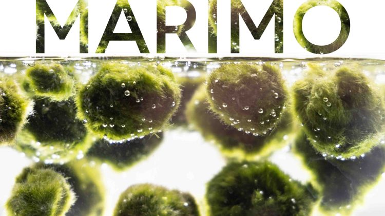 MARIMO